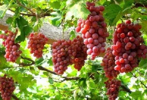 敦煌葡萄