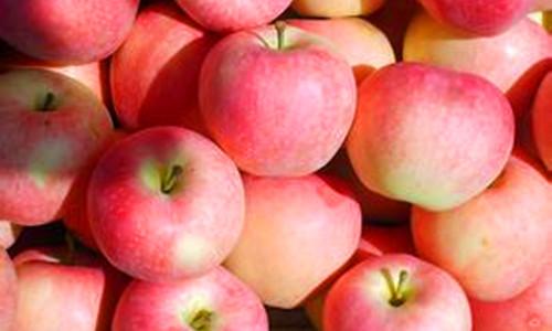 东大寨苹果