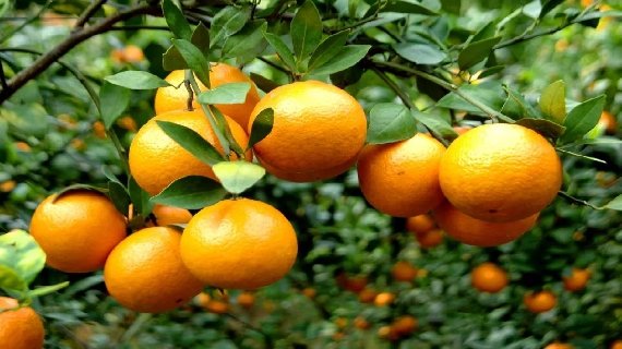 德庆贡柑