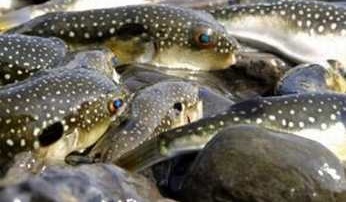 南通长江河豚(养殖)