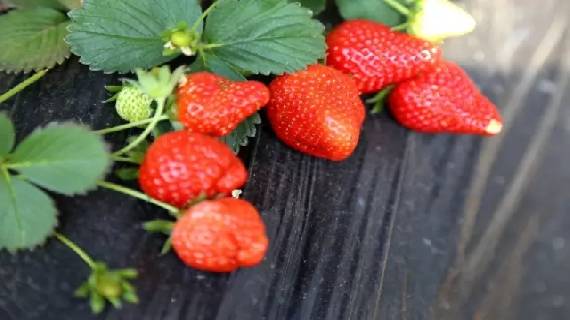 诸城草莓
