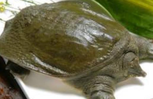 苍溪鳖