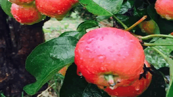 长林岛金红苹果