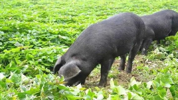 临沂沂蒙黑猪
