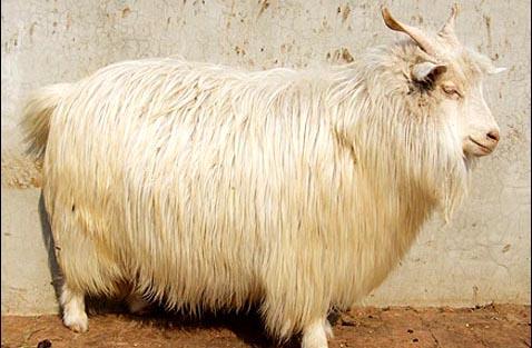 辽宁绒山羊
