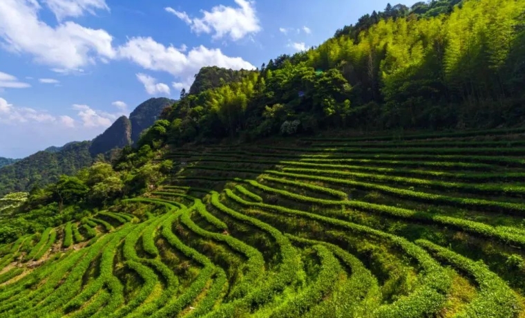 延平贡茶