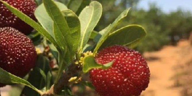 1763956426603315.png 企业微信截图_20251124115258.png